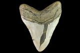 Fossil Megalodon Tooth - North Carolina #109731-2
